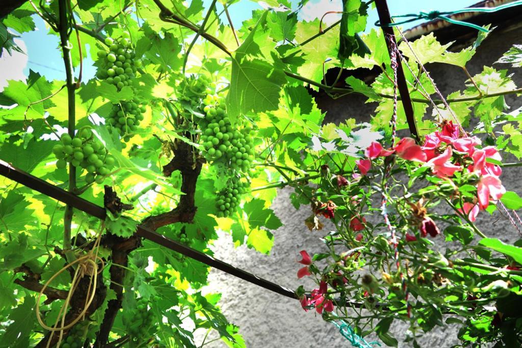 Hotel Modern&Cozy Bosnian House With Garden+Free Parking SJJ Exterior foto